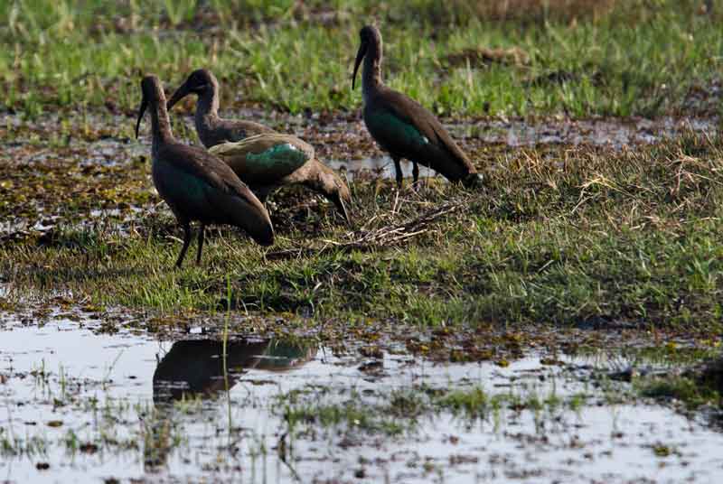 269 - Namibia - Ibis - parque nacional de Bwabwata